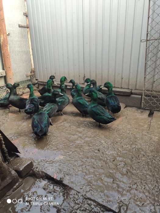 Продам качки  Каюги