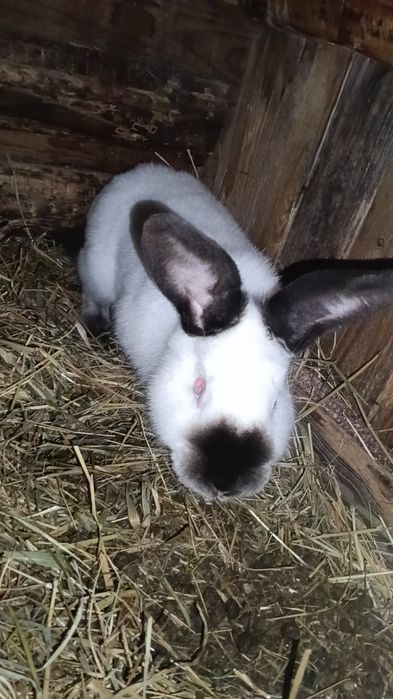 Sprzedam samca kalifornijskiego czarnego