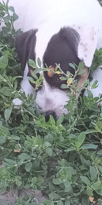 Джек Рассел тер'єр