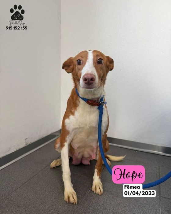 Cadela para adoçao(Hope)
