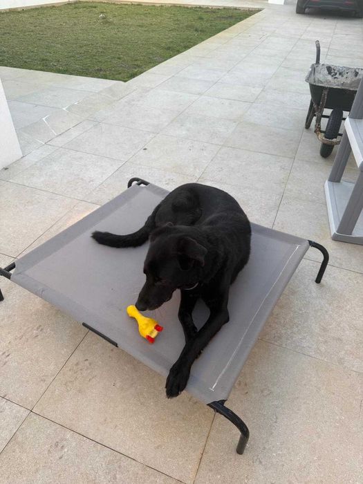 Cama Elevada / Rede para Cão