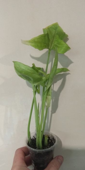 Продам сингоніум Манго Алюжн