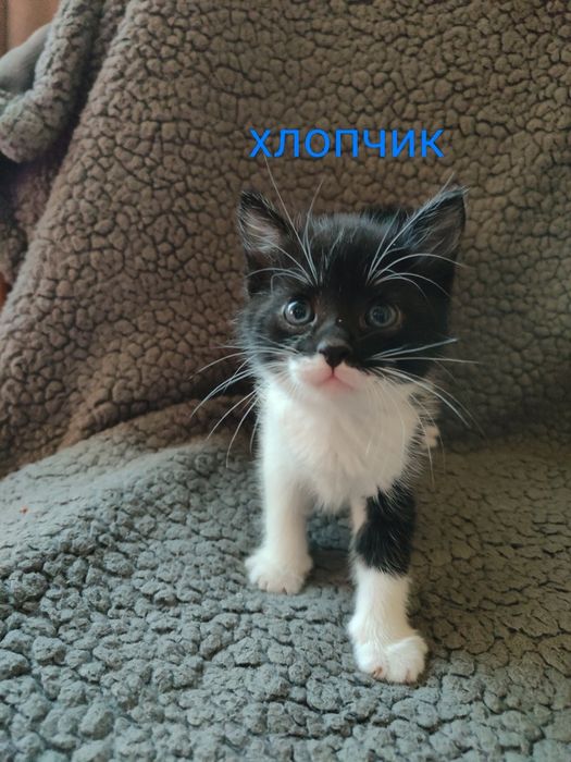 красунчики кошенята