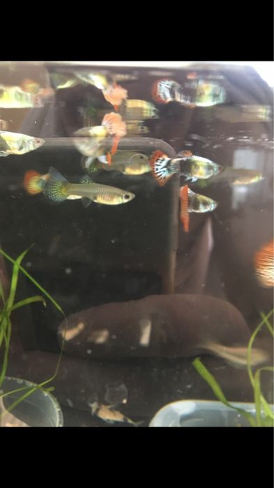 Gupiki.