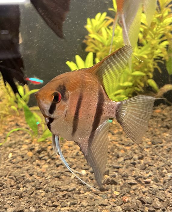 Великі скалярії 15-17см