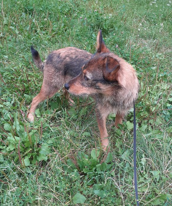 Urocza suczka do adopcji