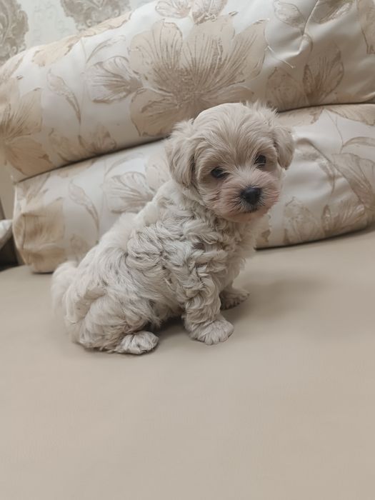 Мини мальчик мальтипушка