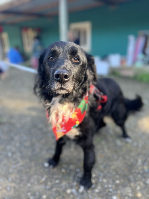 Panda- Porte médio/pelo semi-longo