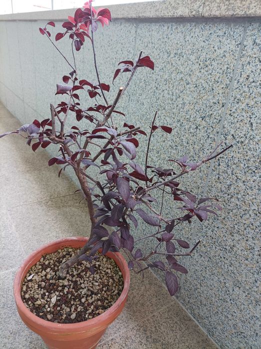 Ameixoeira Púrpura - 5 anos