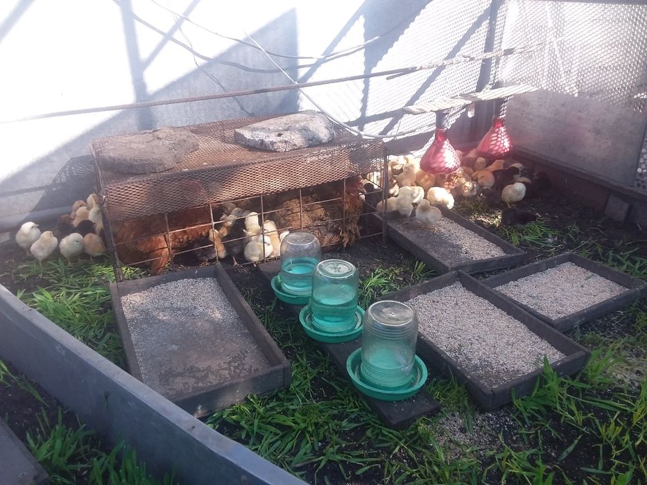 Продам с квочкой домашних суточных цыплят.