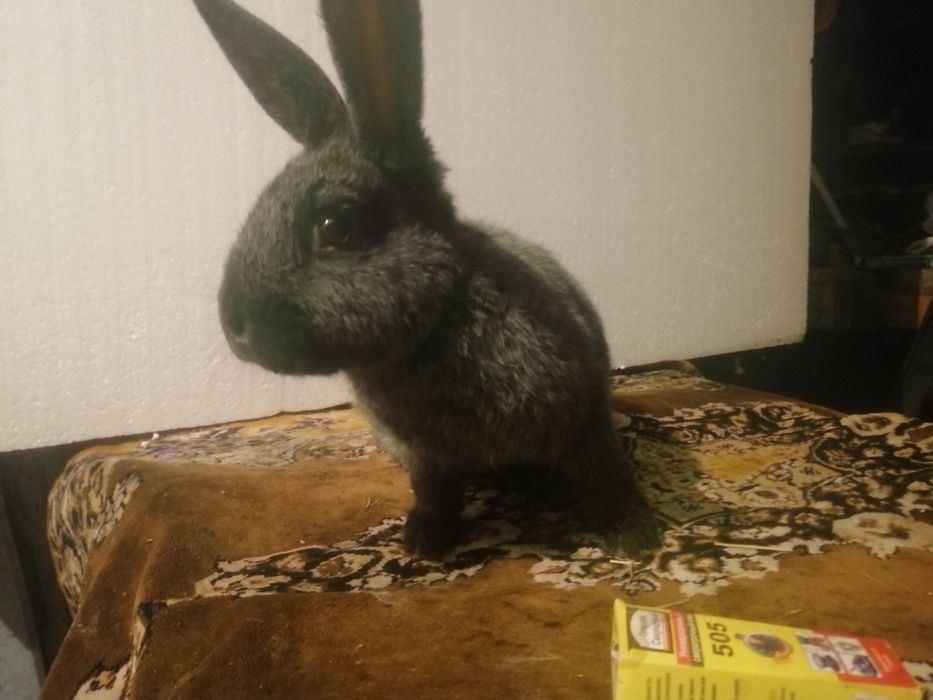 Полтавское серебро