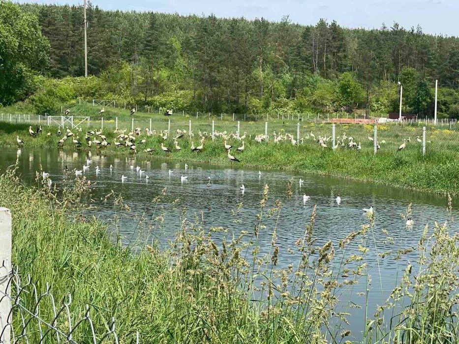 Продаж земельної ділянки Івачів