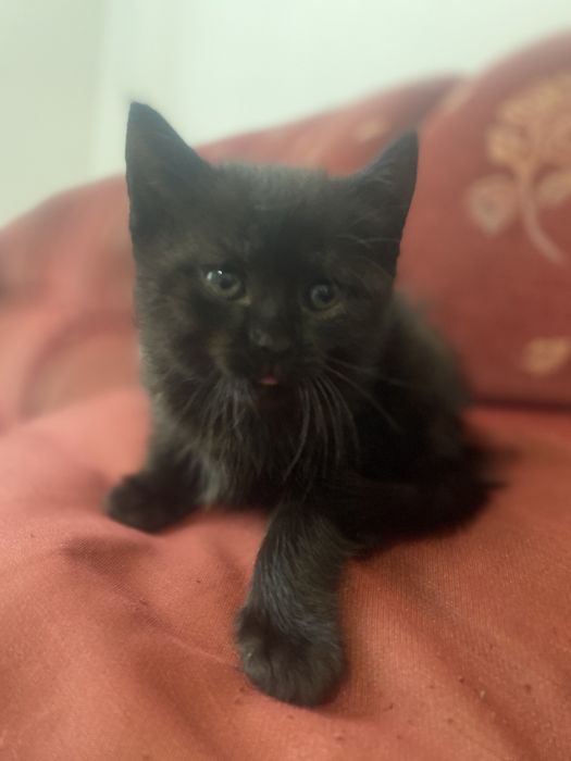 Котики в добрі руки .