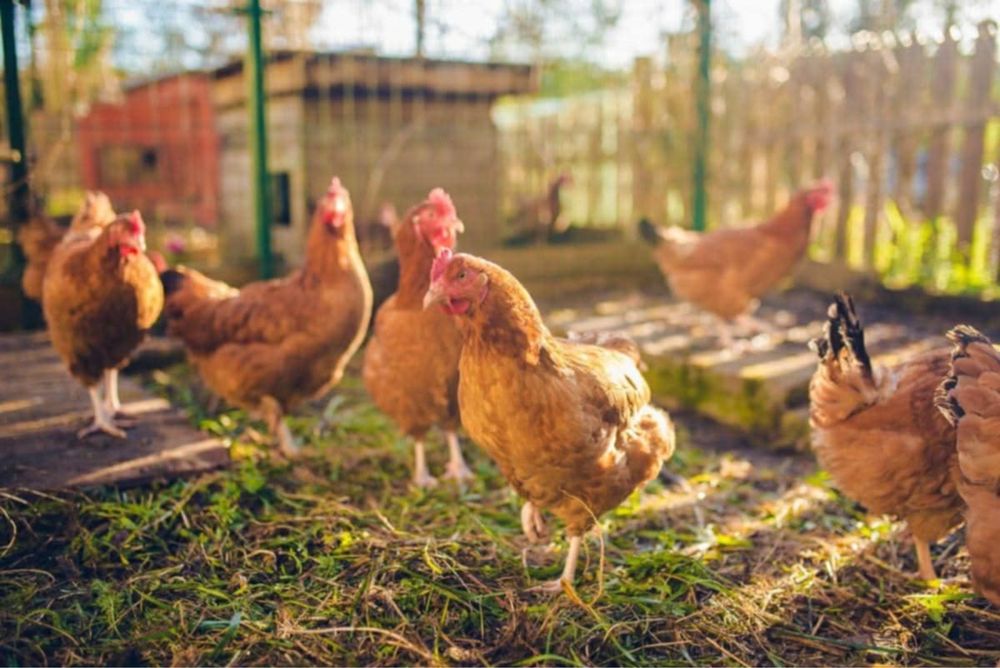 Kury nioski rasy ROSSA