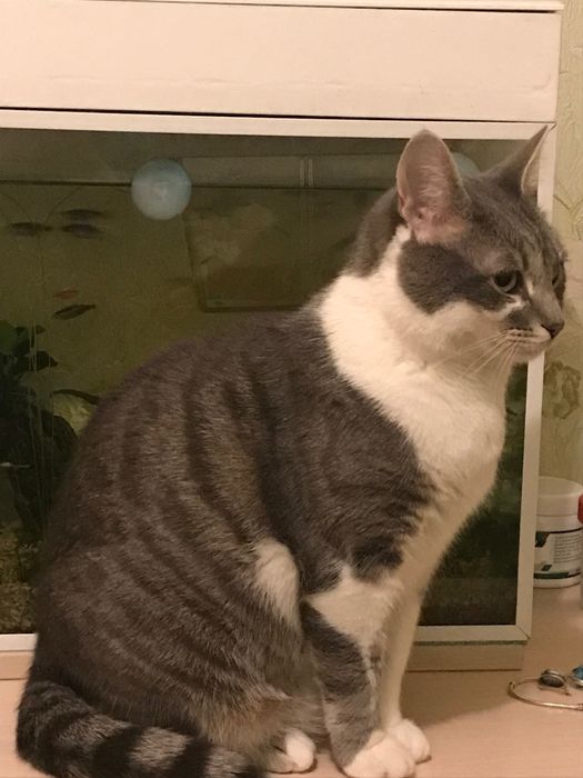 Шукаю кішку Машу м, Київ, Теремки . Зникла 30,09,2024