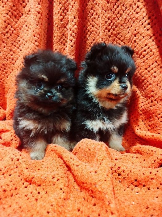 Продам цуценят Шпіца.