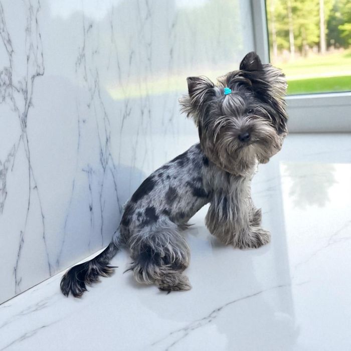 Unikat** Najpiękniejszy chłopczyk black merle Yorkshire Terrier