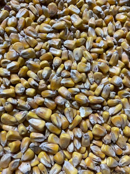 Kukurydza sucha tegoroczna