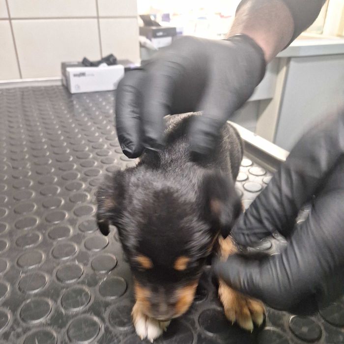 Szczeniaki - matka owczarek szkocki długowłosy collie