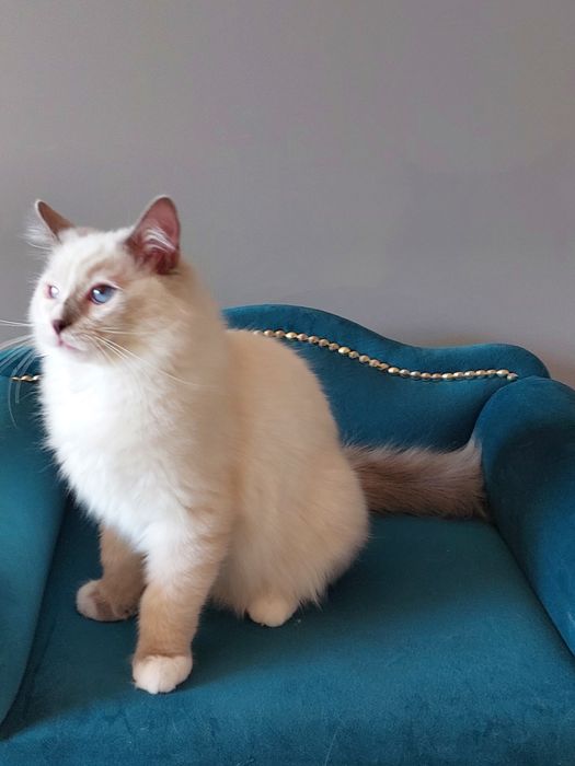 Filemon Ragdoll FPL/FIFE