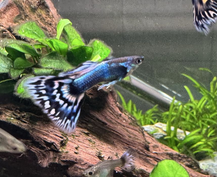 Casal guppys Japan Blue Mosaic