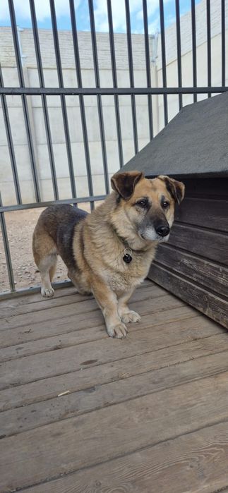 Nero czeka na adopcję