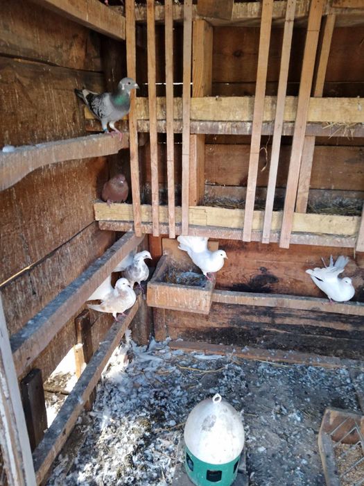 Pawiki gołębie piękne