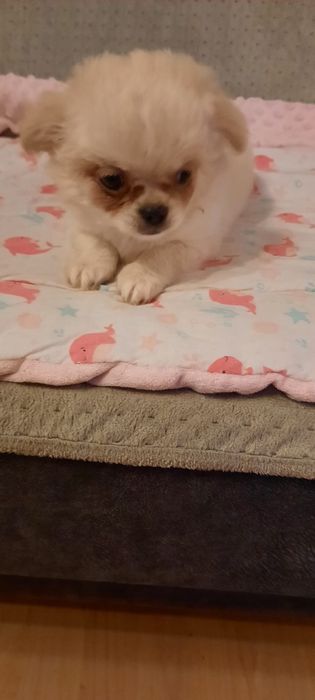 Piesek chihuahua długowłosy