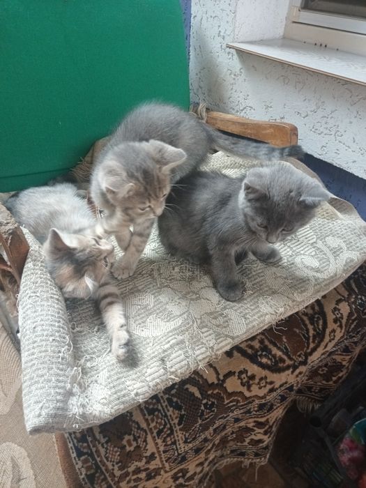 Віддам в добрі руки кошенят.