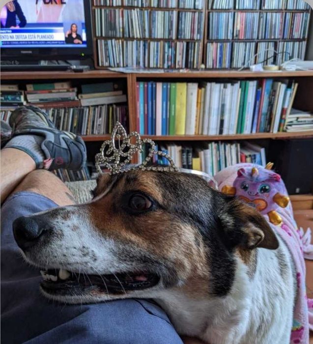 Cão super carinhoso para adoção