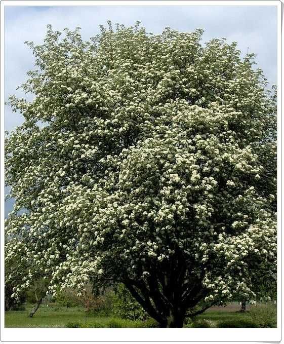 Jarząb szwedzki obwód pnia: 4-6, 6-8,8-10,10-12,12-14  cm.