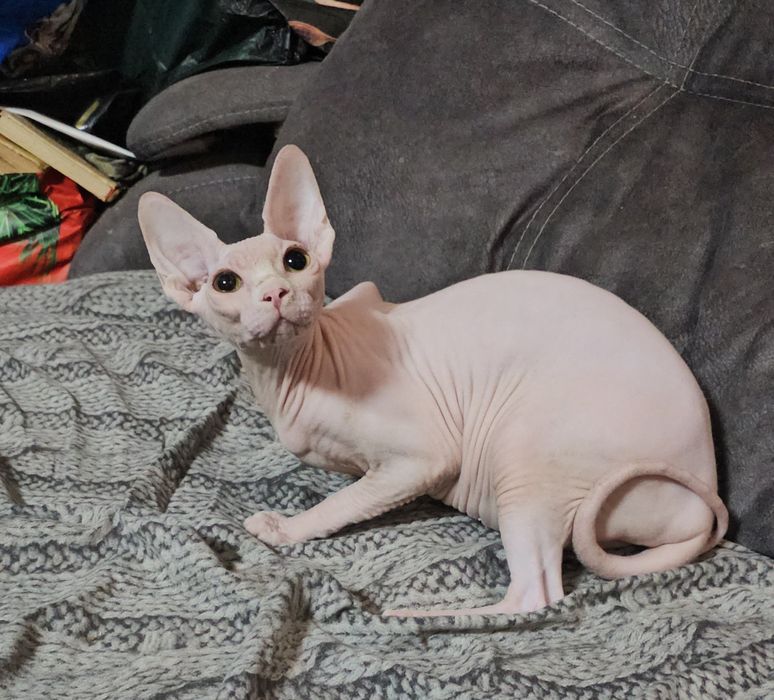 Дівчинка  білого кольору