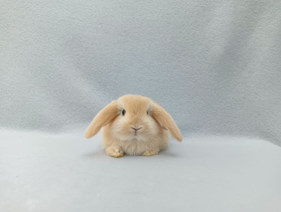 Króliki karzełki baranki miniaturki