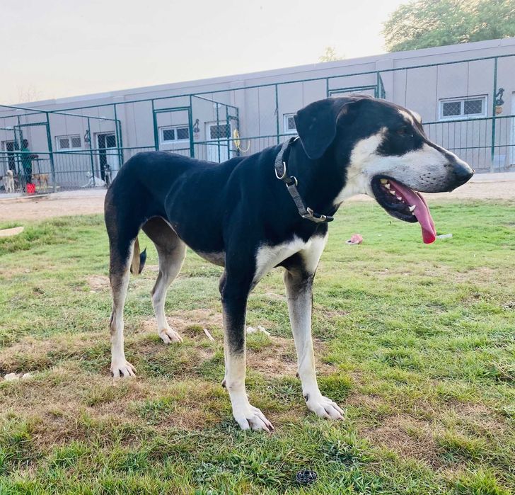Młoda, bardzo pro ludzka i towarzyska Coco w typie saluki