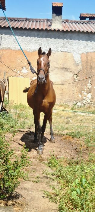 Disponivel egua PSL Letra "z"Pontuada