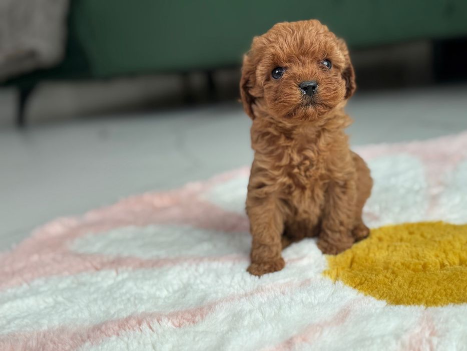 Cavapoo F1-B, suczka ;)