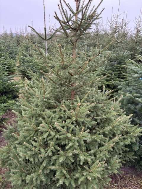 Choinki z plantacji Niałek Wielki wyprzedaz 50 zl