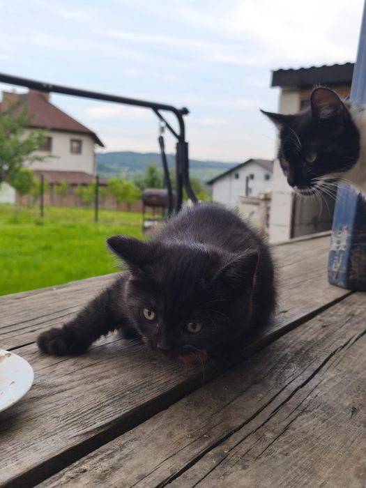 КОШЕНЯ  котика подарую