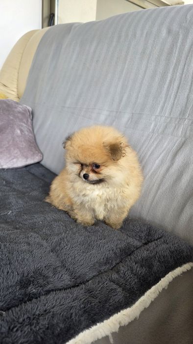 Spitz Alemão miniatura