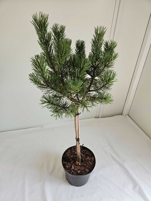 Kosodrzewina Winter Gold 100cm – ozdobna sosna szczepiona na pniu