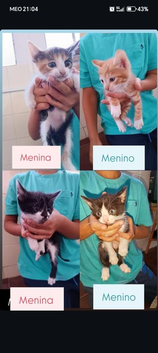 Gatinhos para adoção responsável