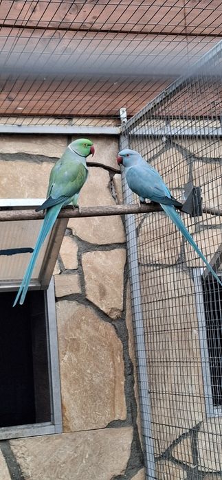Aleksandretty obrożne pary lęgowe