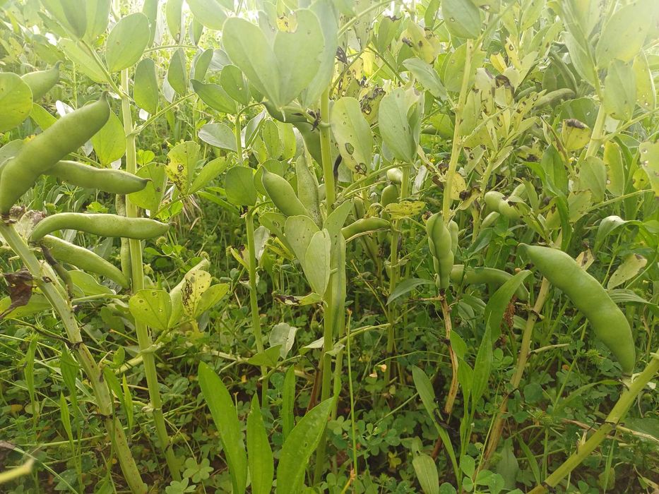 Favas biológicas