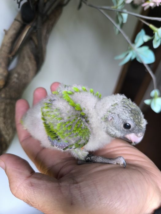 Papagaios do Senegal