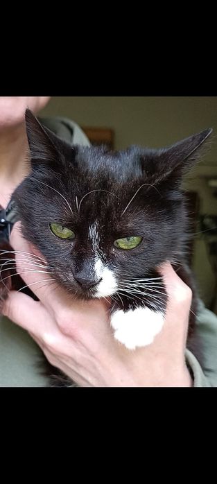 Кішка Герда 1 рік стерильна