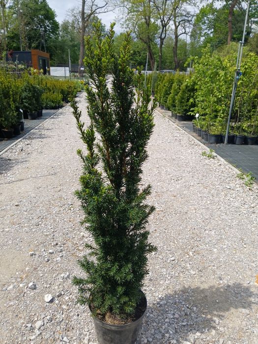 Cis cisy hicksii gęste wys 100-120 cm cena 70 zł  Producent