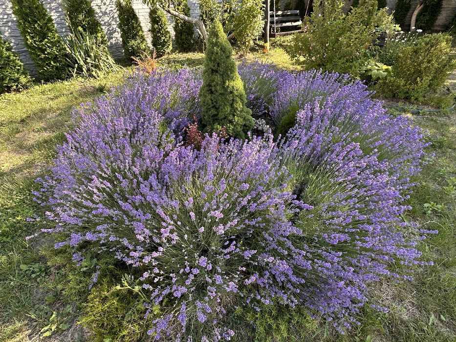 Лаванда в букетиках