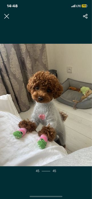 Вязаный комбинезон для собак