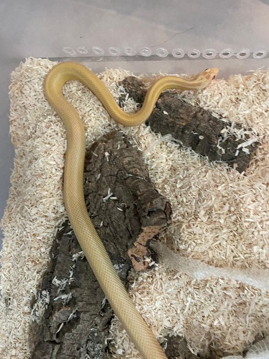 Wąż zbożowy, węże zbożowe samce i samice młode