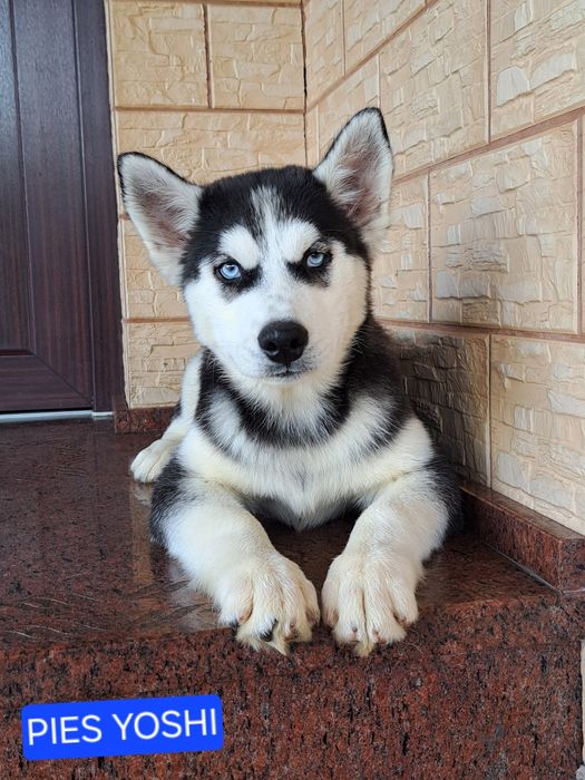 Husky Syberyjski